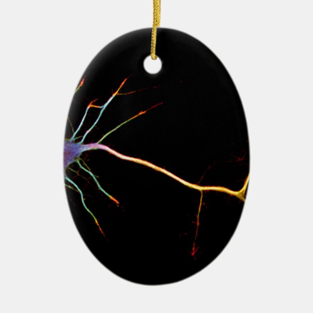 Neuroscience, neuron, science ceramic ornament (Front)
