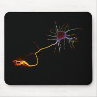 Neuroscience, neuron, science