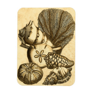 Neutral Shells and Coral Collection Magnet