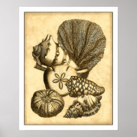 Neutral Shells and Coral Collection