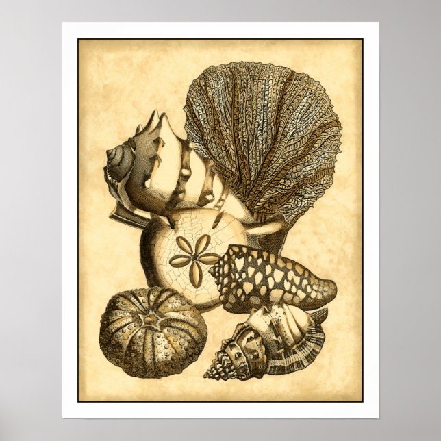 Neutral Shells and Coral Collection Poster (Front)