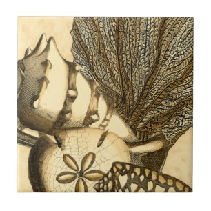 Neutral Shells and Coral Collection Tile