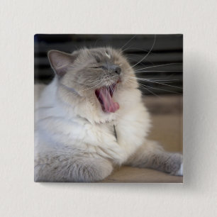 Neva Masquerade cat yawning 2 Inch Square Button