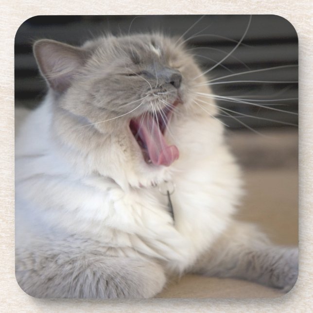Neva Masquerade cat yawning Coaster (Front)