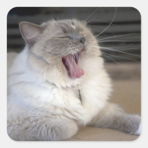 Neva Masquerade cat yawning Square Sticker