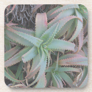 Nevada succulents coaster
