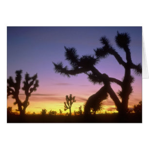 NEVADA. USA. Joshua trees Yucca brevifolia)