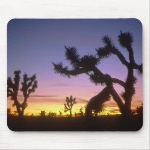 NEVADA. USA. Joshua trees Yucca brevifolia) Mouse Pad