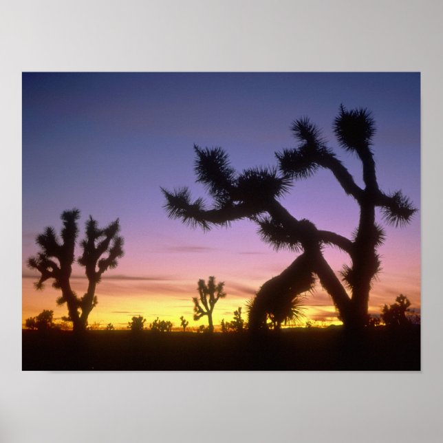 NEVADA. USA. Joshua trees Yucca brevifolia) Poster (Front)