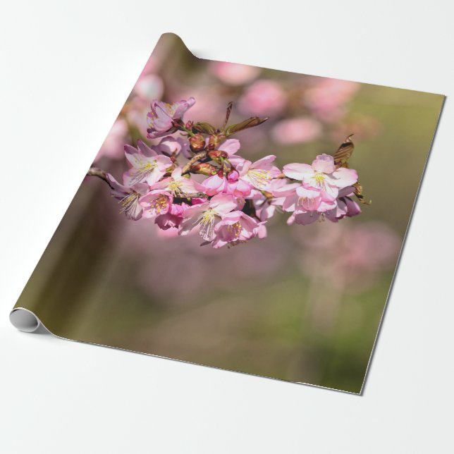 Never Ending Beauty Of Sakura Cherry Blossoms Wrapping Paper (Unrolled)