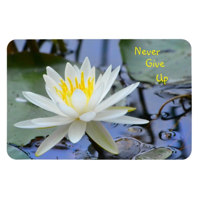 Never Give Up Water Lily Magnet (Horizontal)
