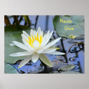 Never Give Up Waterlily Poster