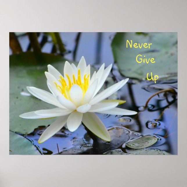Never Give Up Waterlily Poster (Front)