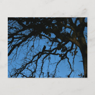 Nevermore Postcard