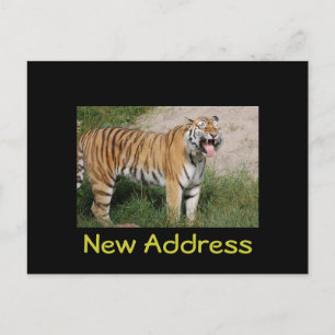 "New Address" Tiger Postcard