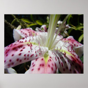 NEW ART Lilies Floral Garden Art Prints Canvas Art