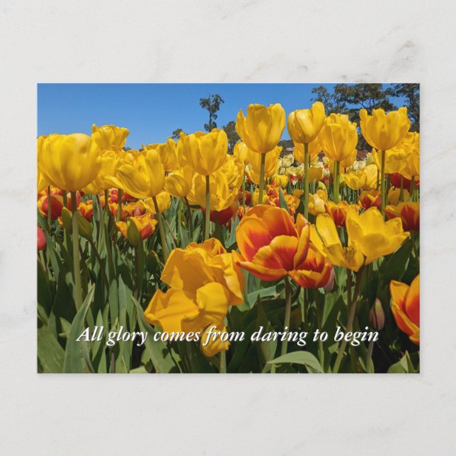 New Beginnings Spring Yellow Tulip Flowers Postcard (Front)