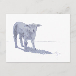 New born lamb pencil sketch postcard