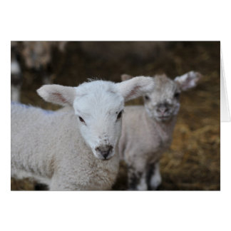 New born lambs