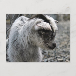 New Born Postcard