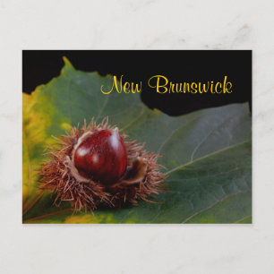New Brunswick, Autumn Leaf With Nut Postcard