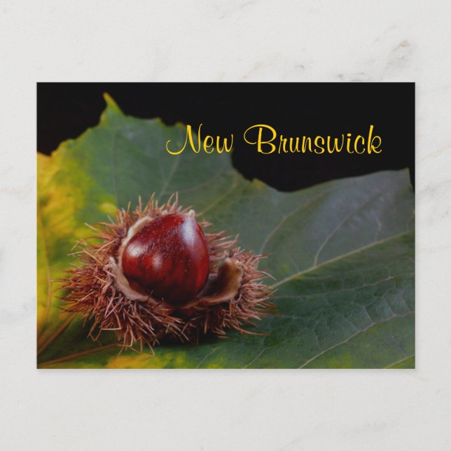 New Brunswick, Autumn Leaf With Nut Postcard (Front)