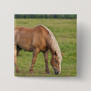 New Brunswick, Canada. Horse in field. 2 Inch Square Button