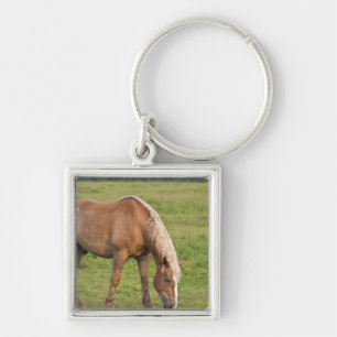 New Brunswick, Canada. Horse in field. Keychain