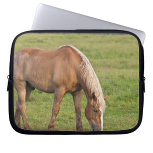 New Brunswick, Canada. Horse in field. Laptop Sleeve