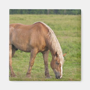 New Brunswick, Canada. Horse in field. Magnet