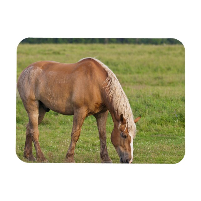 New Brunswick, Canada. Horse in field. Magnet (Horizontal)