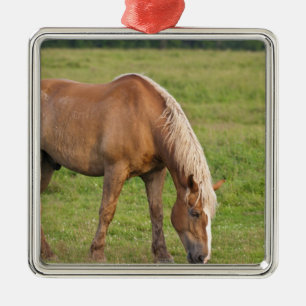 New Brunswick, Canada. Horse in field. Metal Ornament
