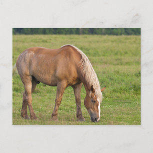 New Brunswick, Canada. Horse in field. Postcard