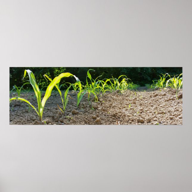 new corn poster (Front)