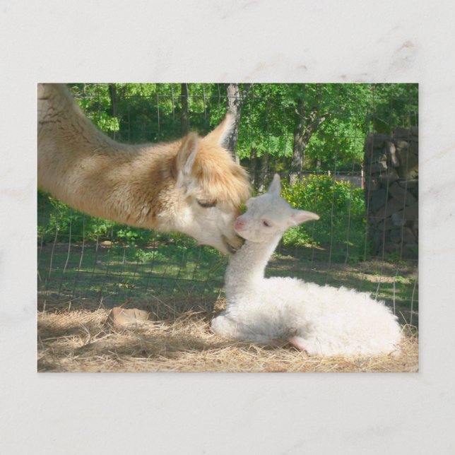 New Cria Postcard (Front)