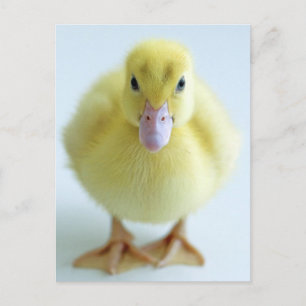 New Duckling Postcard