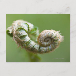New Fern Branch Postcard
