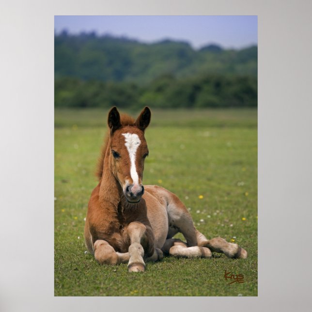 New Forest Foal Print (Front)