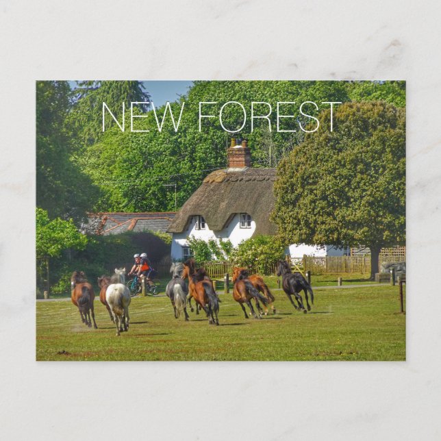 New Forest Holiday Postcard (Front)