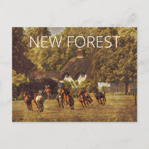 New Forest Ponies Postcard