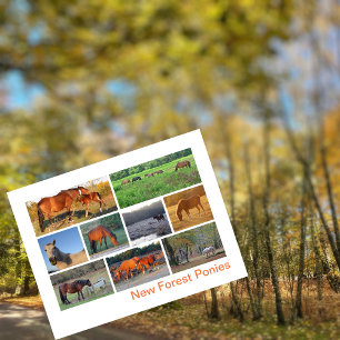 New Forest Ponies Postcard