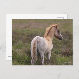 New Forest Pony Foal Standing In Scrub Postcard