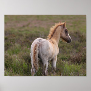 New Forest Pony Foal Standing In Scrub Poster