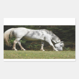New Forest pony grazing Sticker