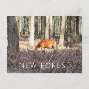 New Forest Pony  Postcard