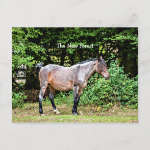 New Forest Pony Postcard