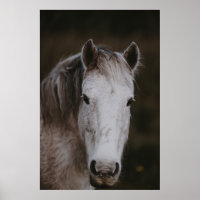 NEW FOREST PONY