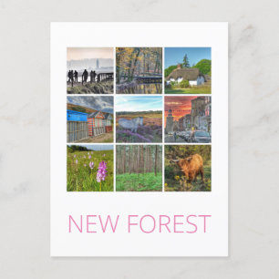 New Forest Postcard