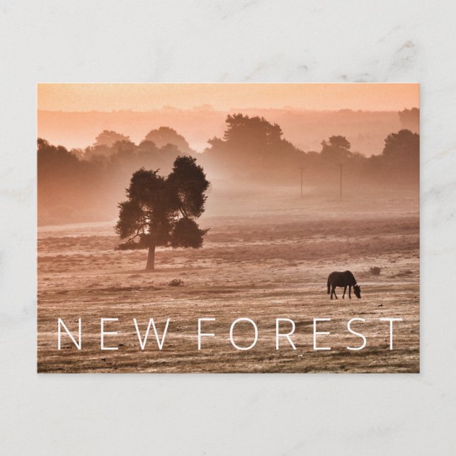 New Forest Postcard (Front)