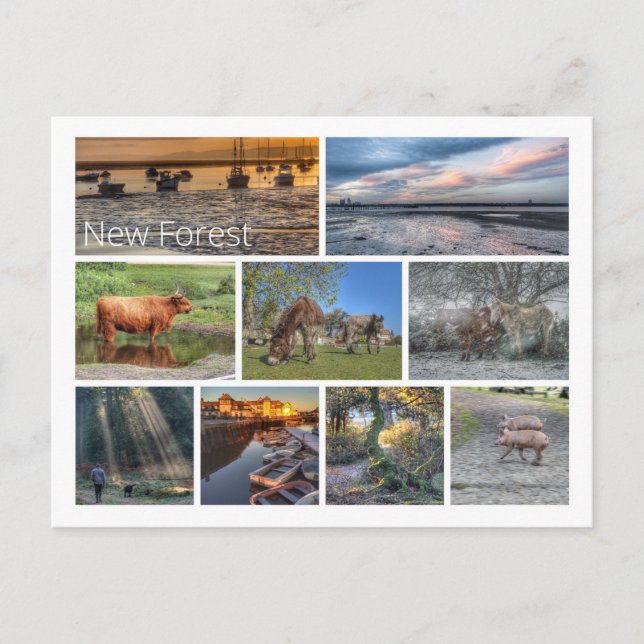 New Forest Postcard (Front)
